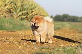 CHOW CHOW 268